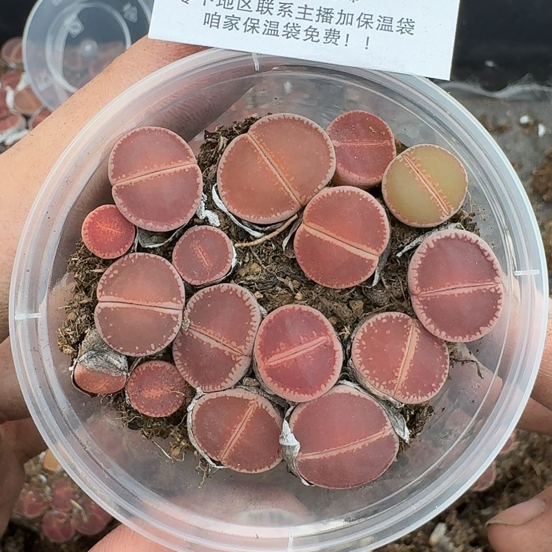 1970 哈哈哈哈哈哈哈哈