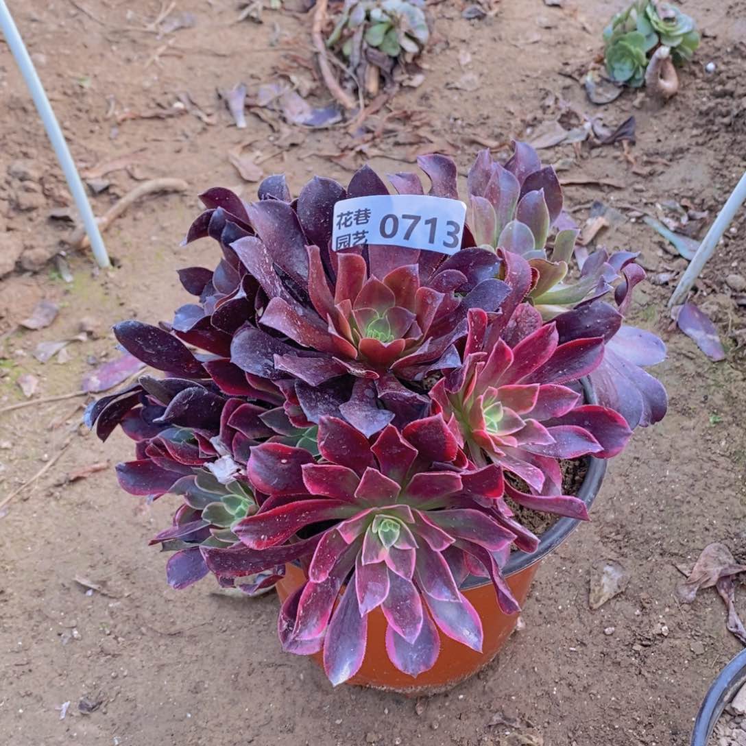 713 号一物一拍多肉植物