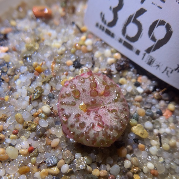 精品生石花37.369霓虹