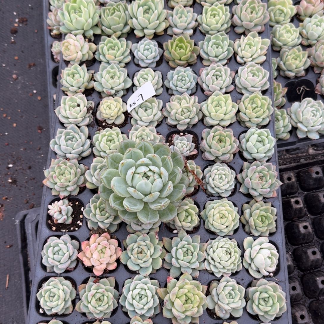 25-7珍妮一盘量拍发货加雪花一颗