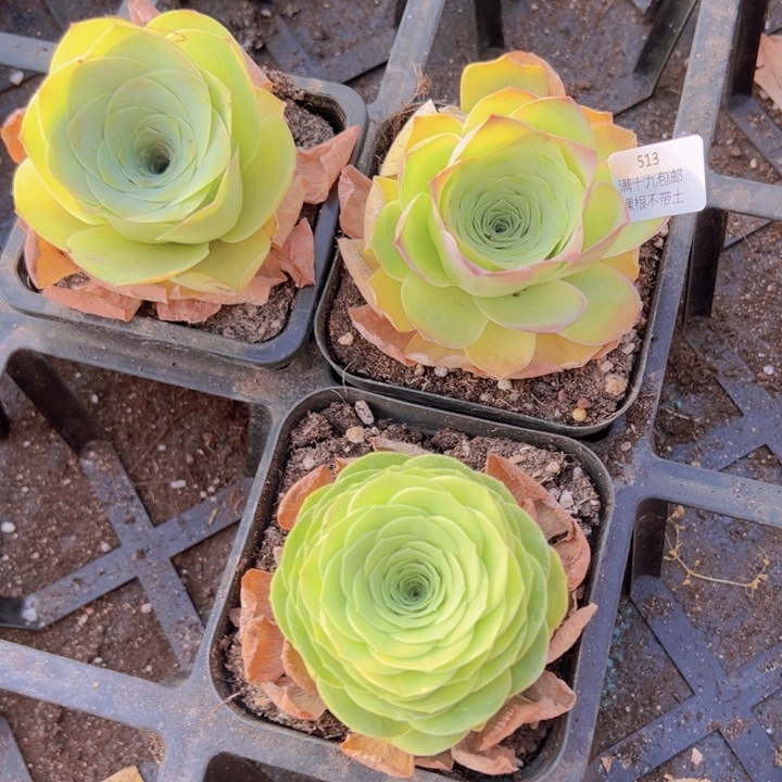 513 裸根不带土发货