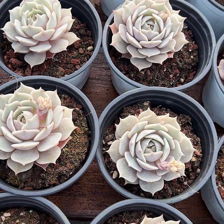 团056  单头  露娜莲