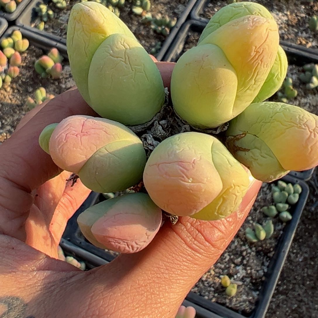 多肉植物111111111111111