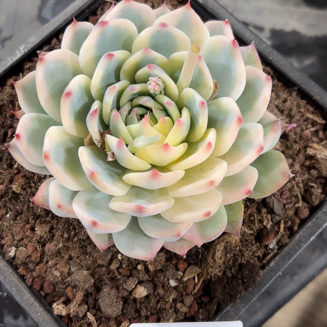 216-45吉娃娃锦多肉