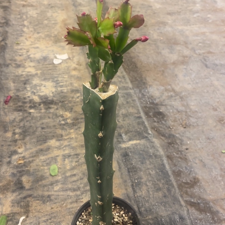 嫁接蟹爪兰：贵族红