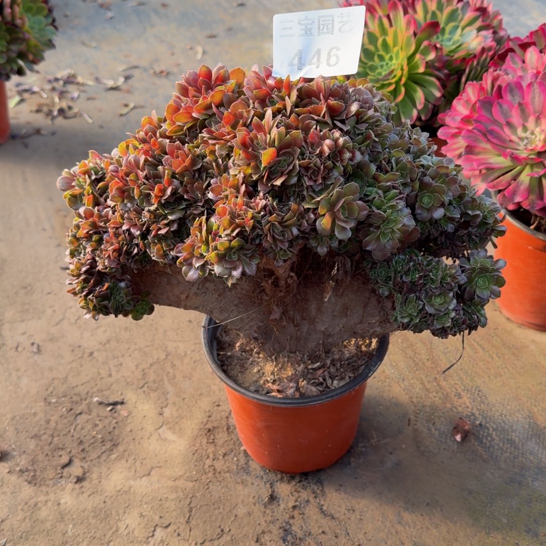 低*.多肉植物446缀化