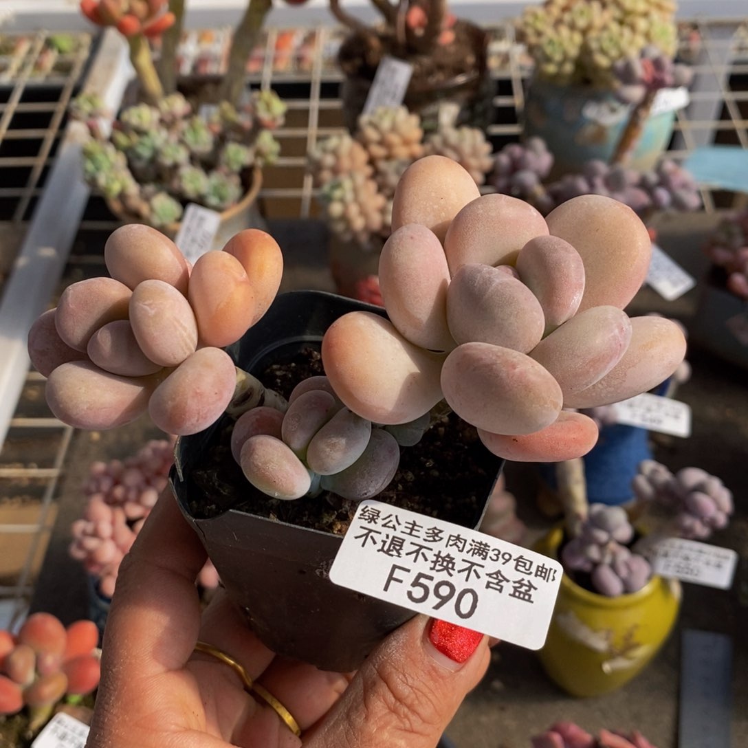 橙雪球590/9cm多肉