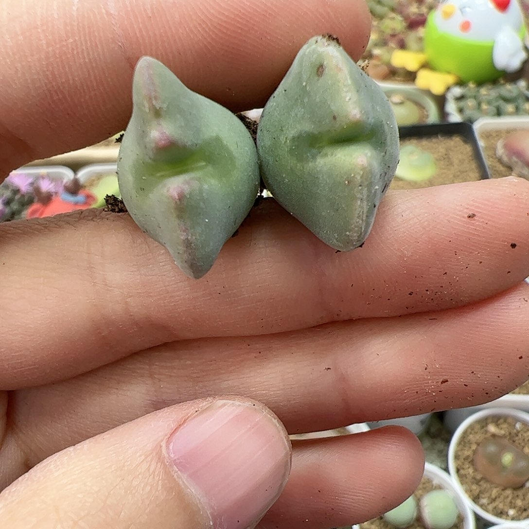 【闪购商品】159 双12福利限量