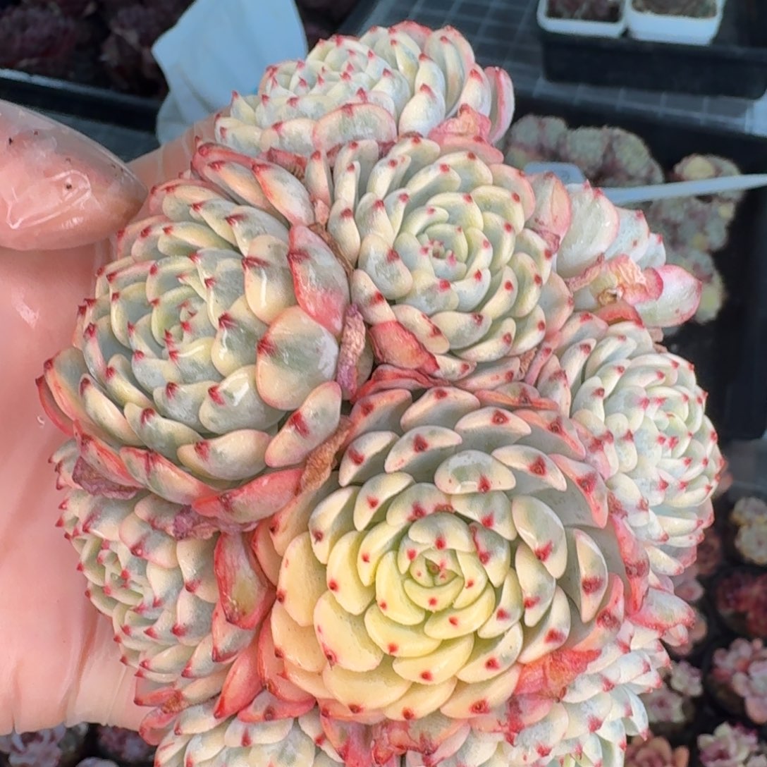 从前慢花园精选0119-姬莲锦