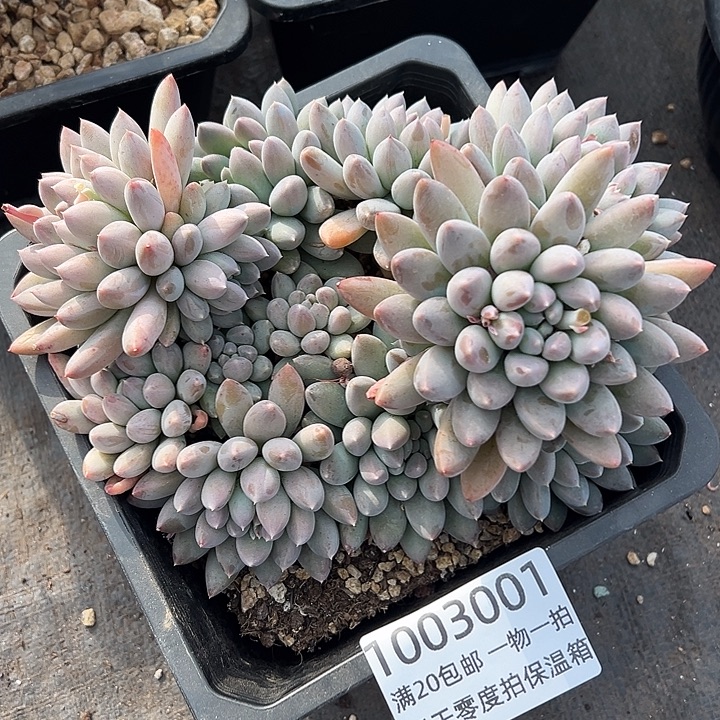 1003001 大叶奶糖群生无砍多头