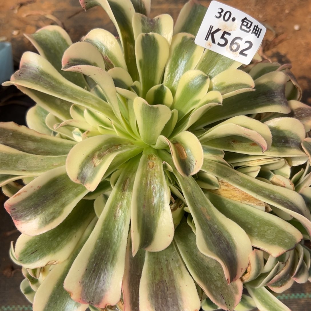 562绿豆沙满20包邮