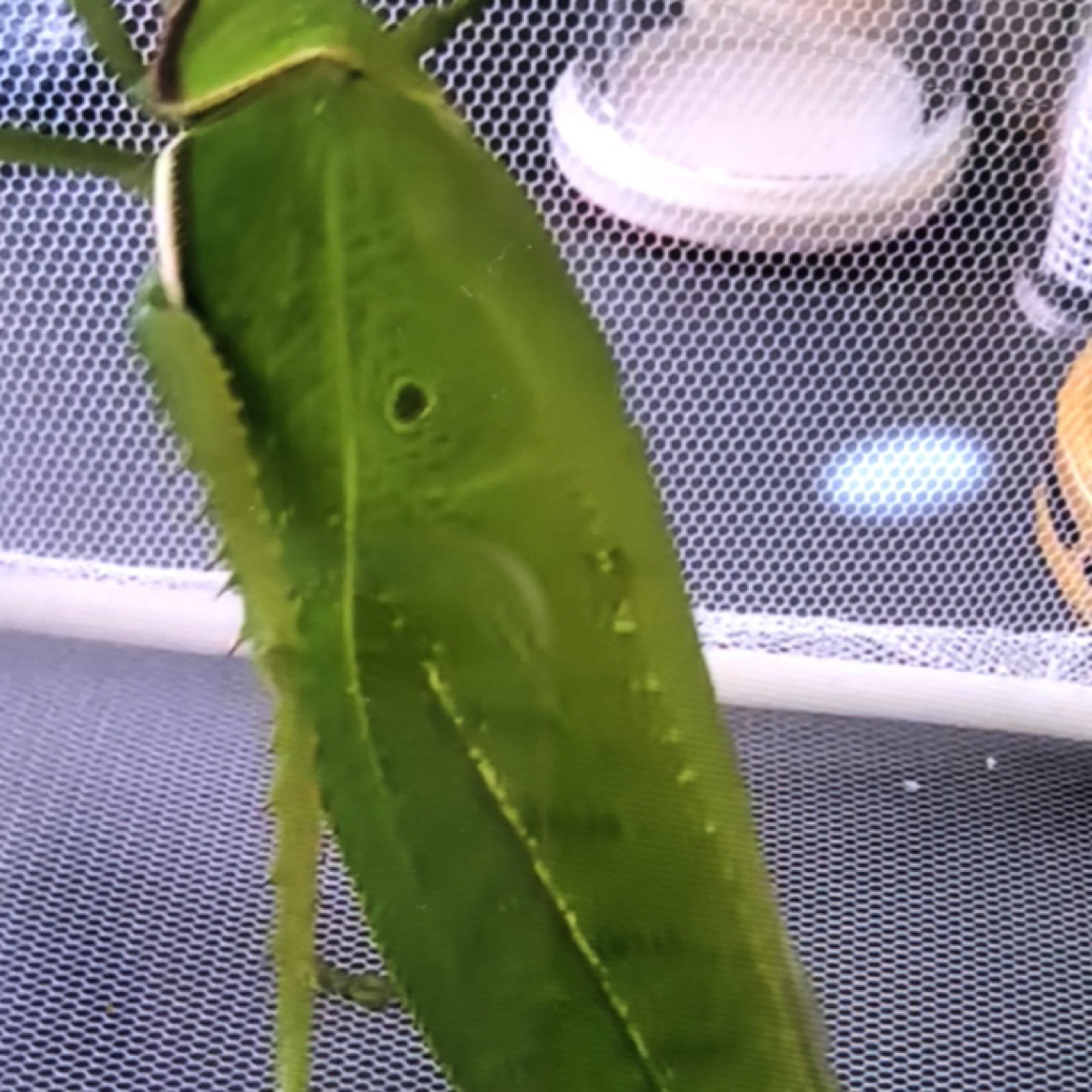 四火鸣虫 巨拟叶螽 小鸟声体型大叫声亮