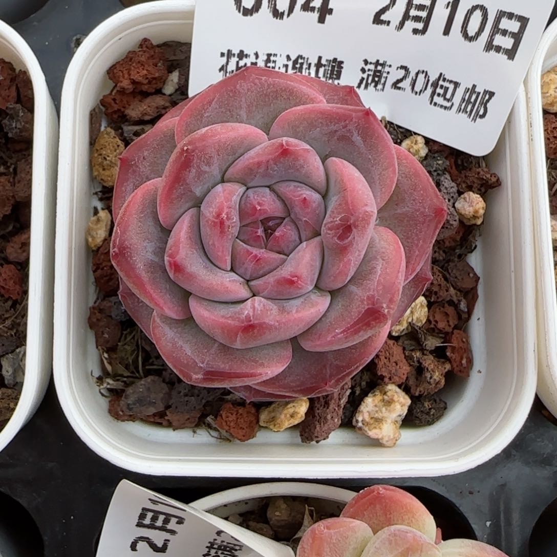 花语逸境0210-604