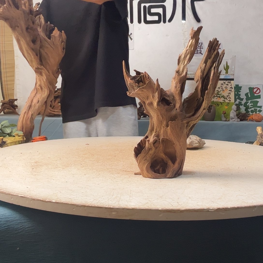 沉木造景寄居蟹造景