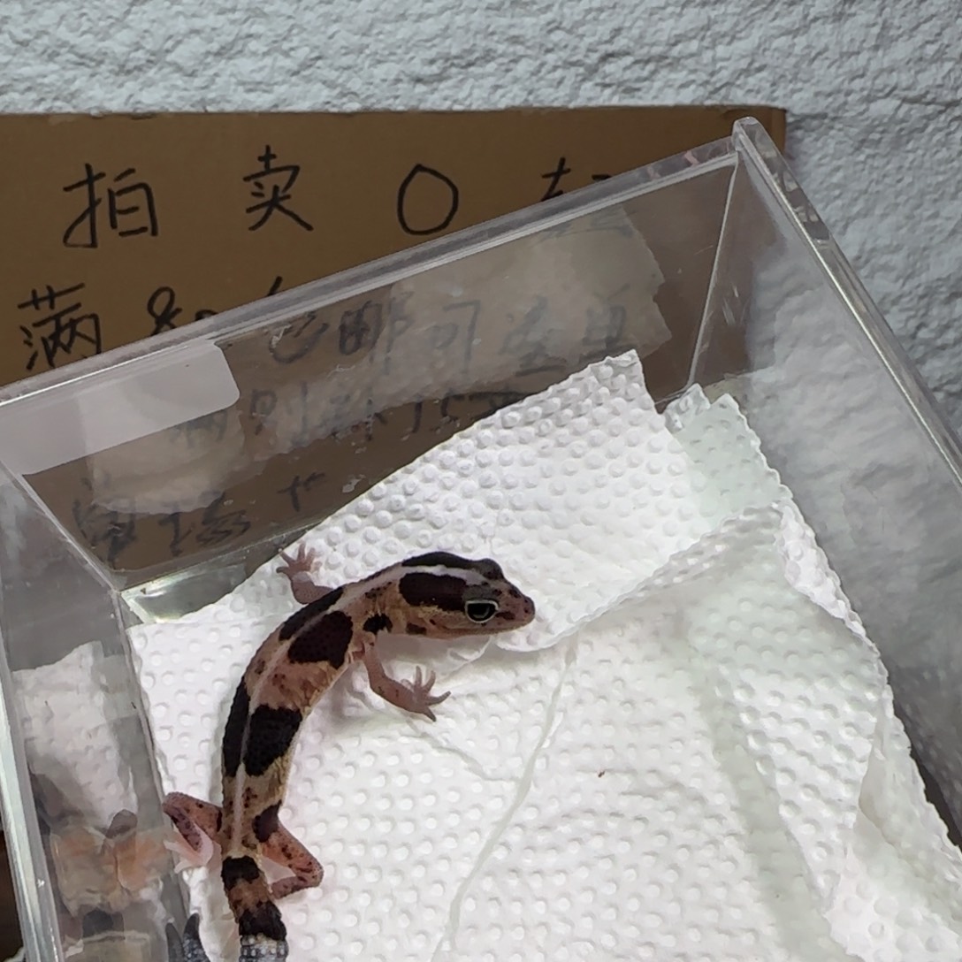 豹纹守宫奶牛妹妹