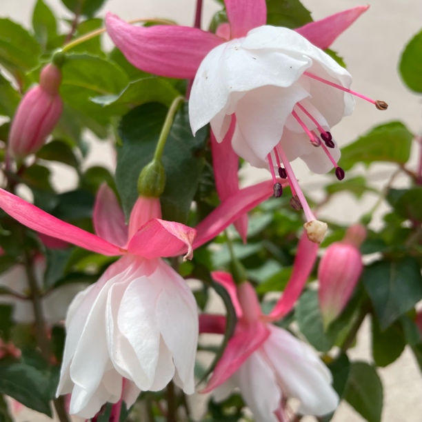 彩云倒挂金钟原盆原土发货