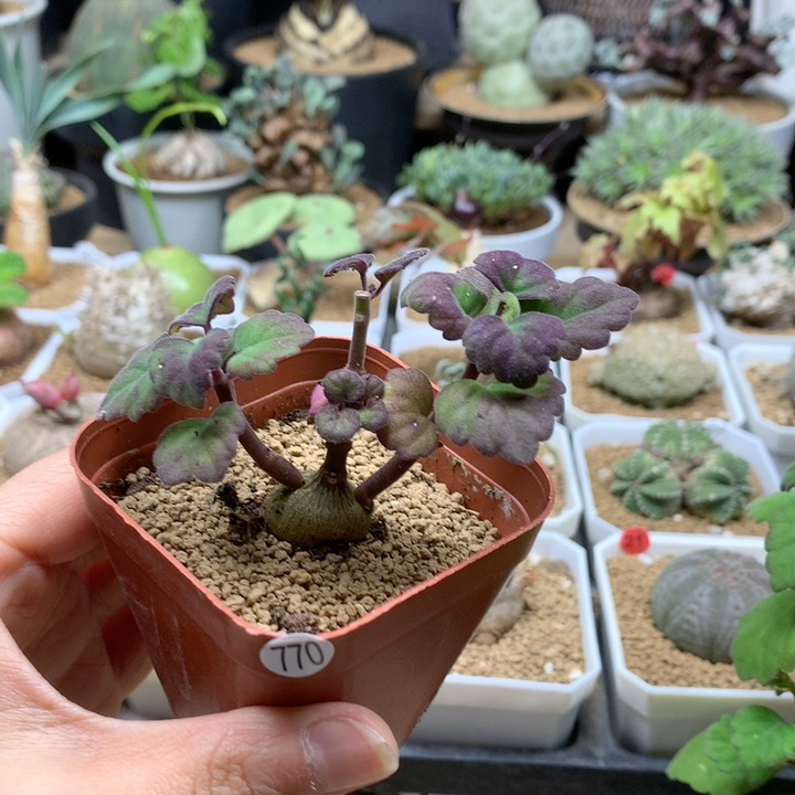 爱氏延命草带盆770