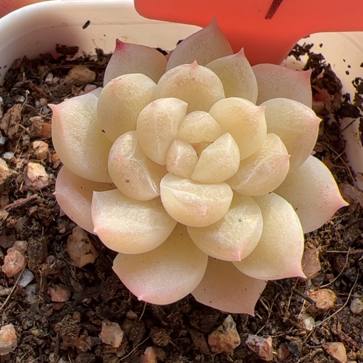 669 一物一拍，精品糖心，尺寸不大介意勿拍