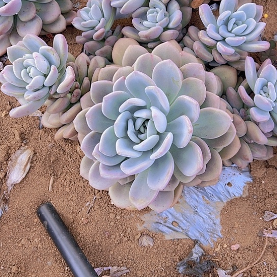 敏*地栽奥普琳啦、包邮不包损