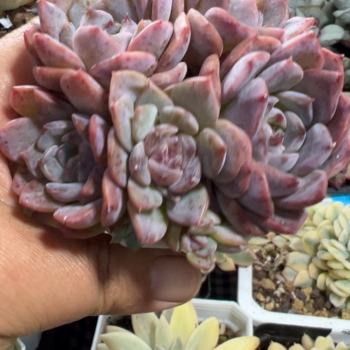 糖心群散群多肉植物5500