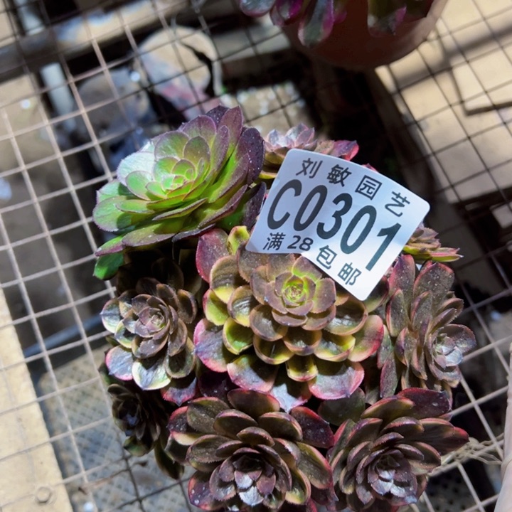 万家丽多肉法师0301