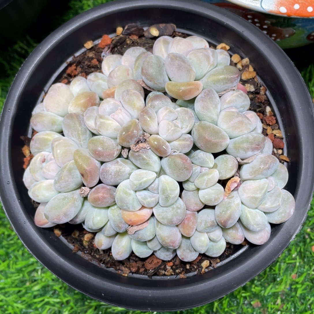 香玉群生多肉植物