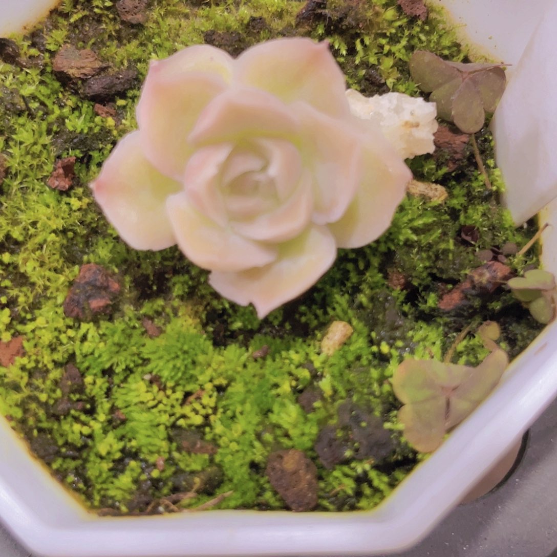 水晶虾饺a002一物一拍