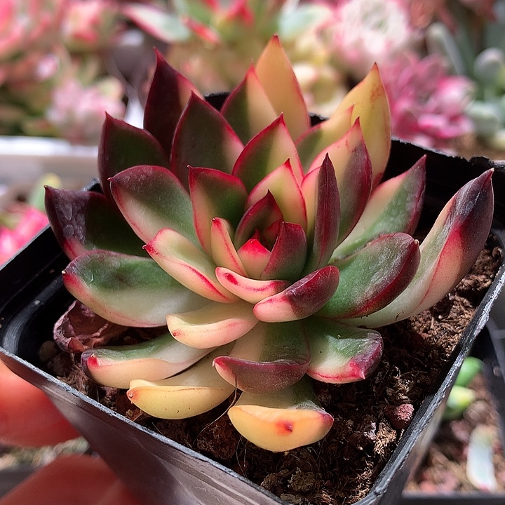 野马东云锦锦锦锦