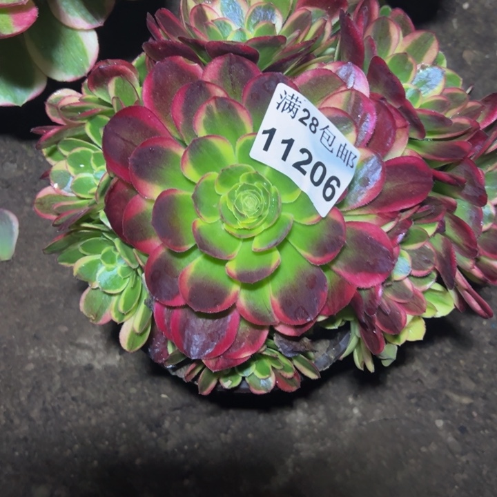 11206奶白多肉植物