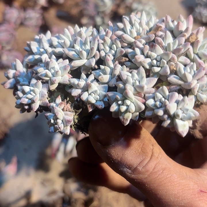 仙女杯多肉植物提取