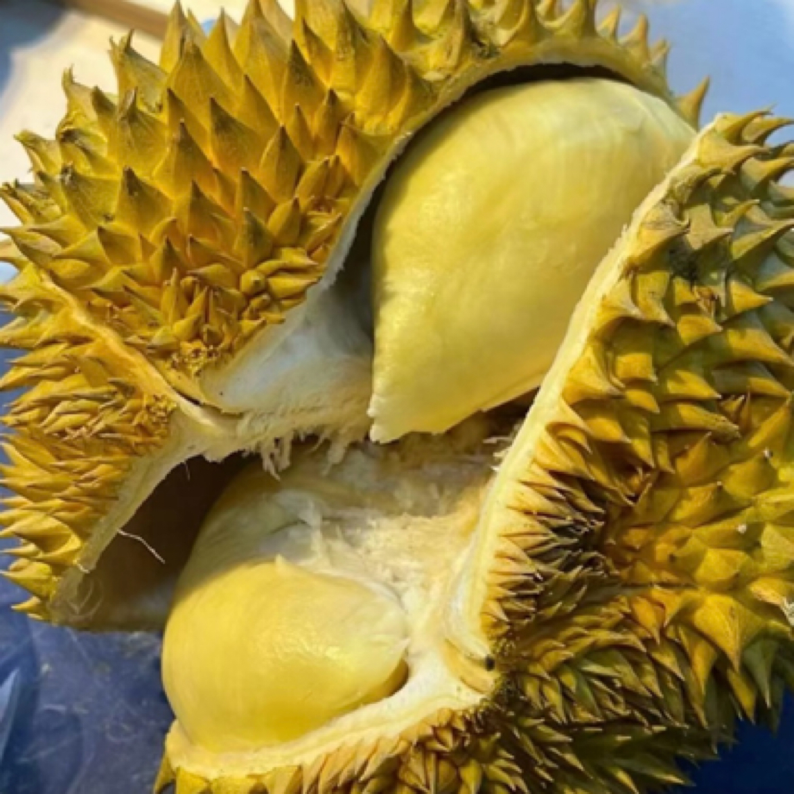 树上熟金枕榴莲(限重庆主城 即拍即开 闪送到家)