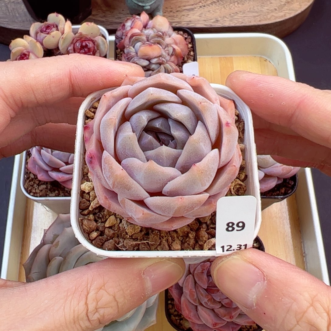 好好看89、哈哈哈哈