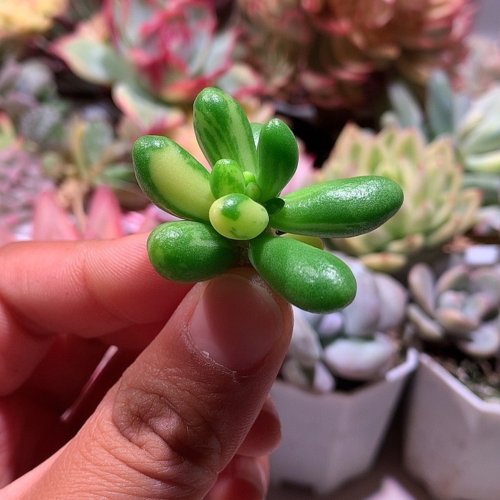 绿龟卵锦锦锦锦锦