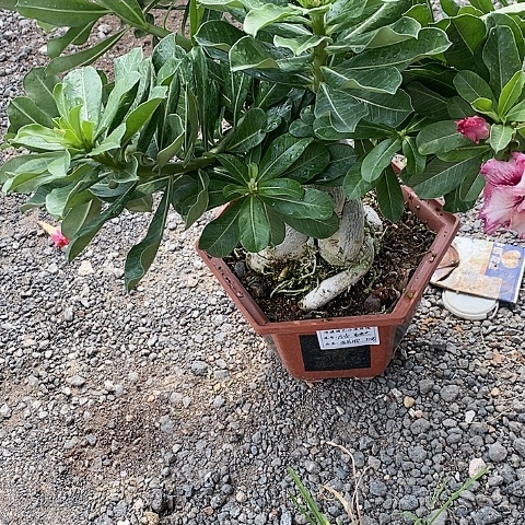 【闪购商品】无花朵姜***艺