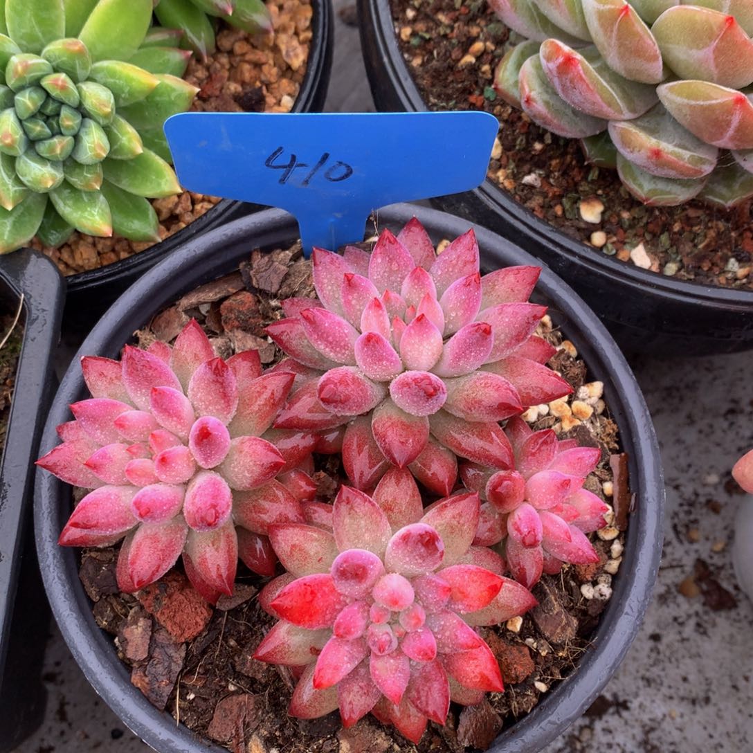 车厘子72727273773