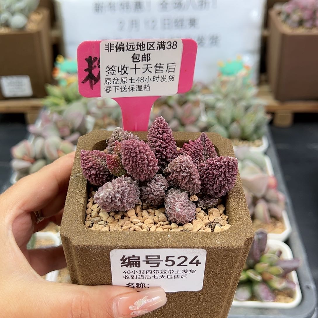 524朱紫玉多肉植物