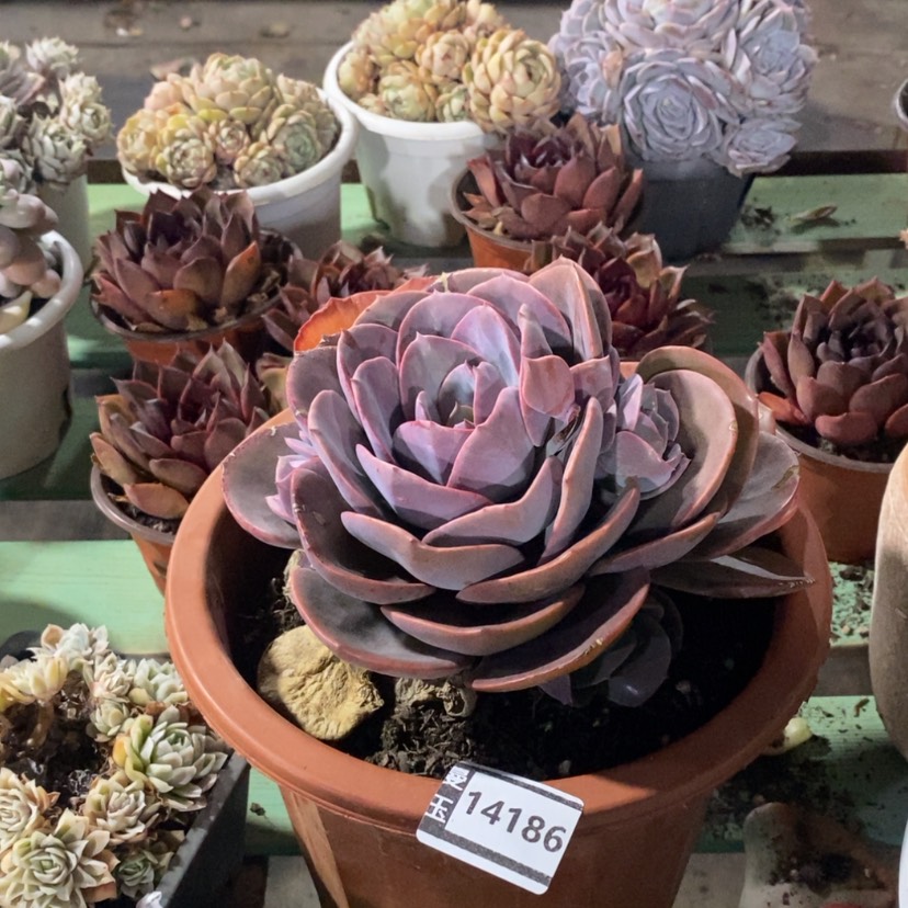 【闪购商品】尘埃玫瑰14186