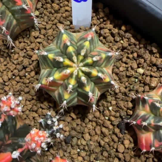 293-0123泰国发货棕榈树多肉