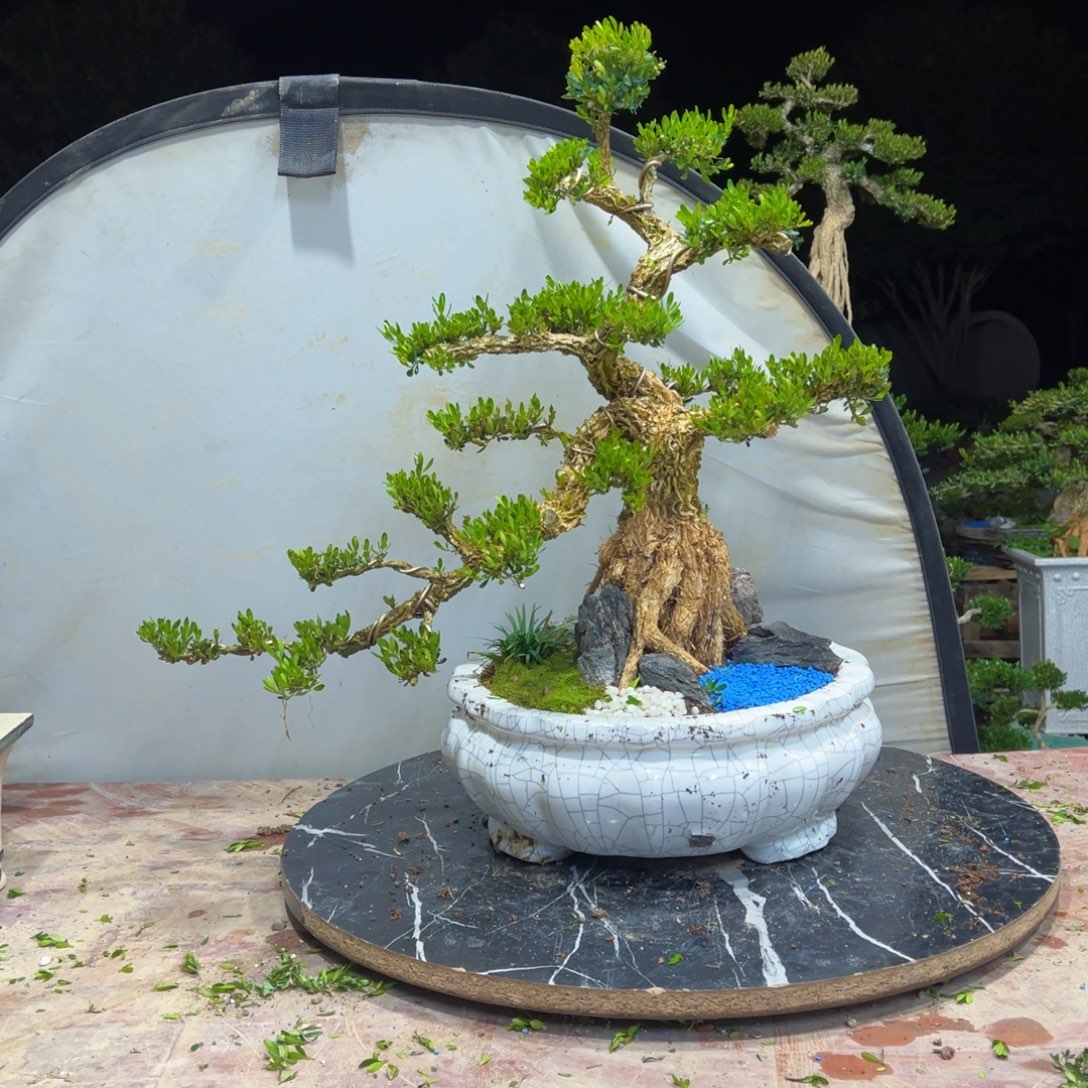 硕***装无花朵广东皱皮雀舌黄杨