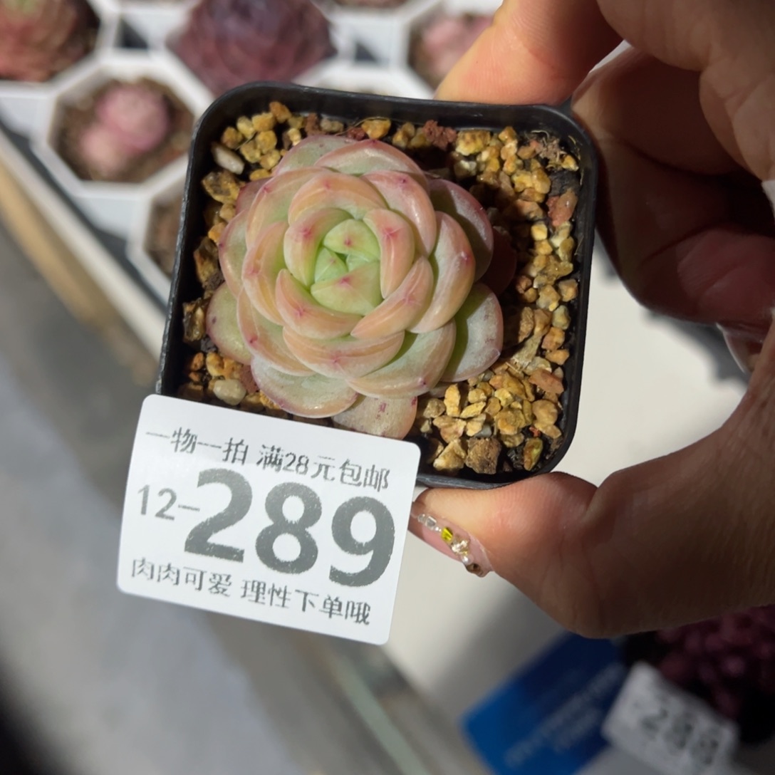 星星珍妮多肉多肉多肉