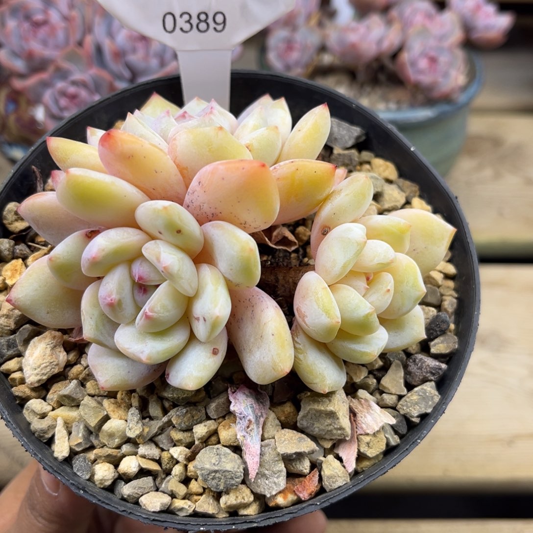 黄底紫心389/10cm3头