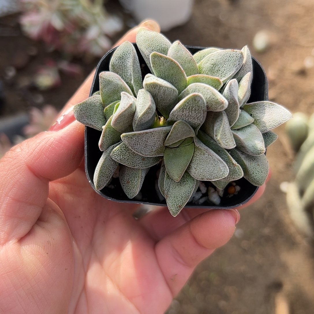 多肉植物多肉植物