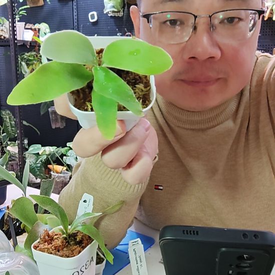 A1混播野银1号323