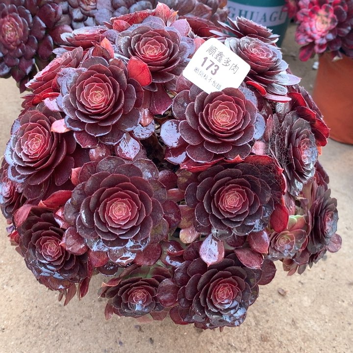 173万圣节变异多肉植物