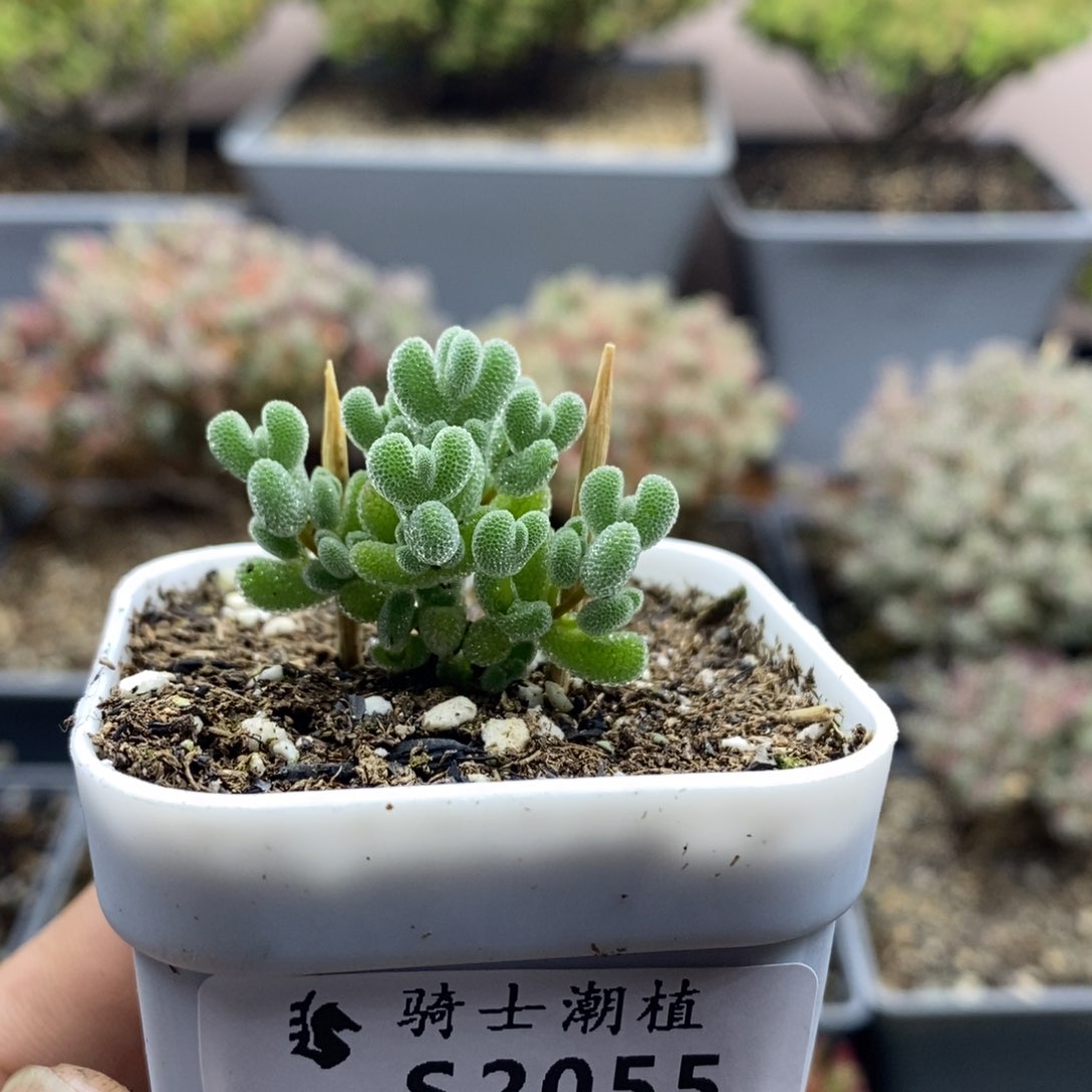 2055实生莱斯枝干