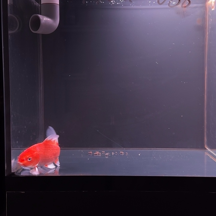 蝴蝶鲤鱼64号圆头圆背红蝴蝶