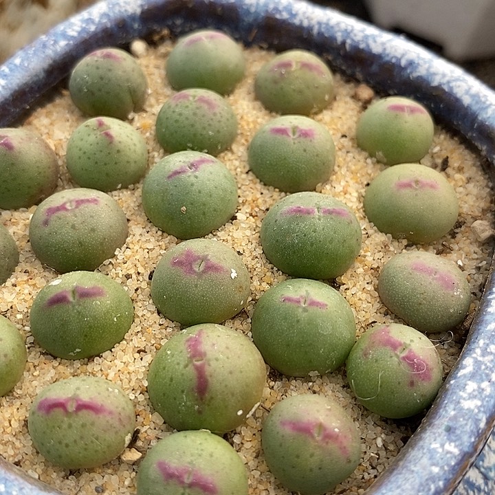 编号ssg136皮卡丘一颗