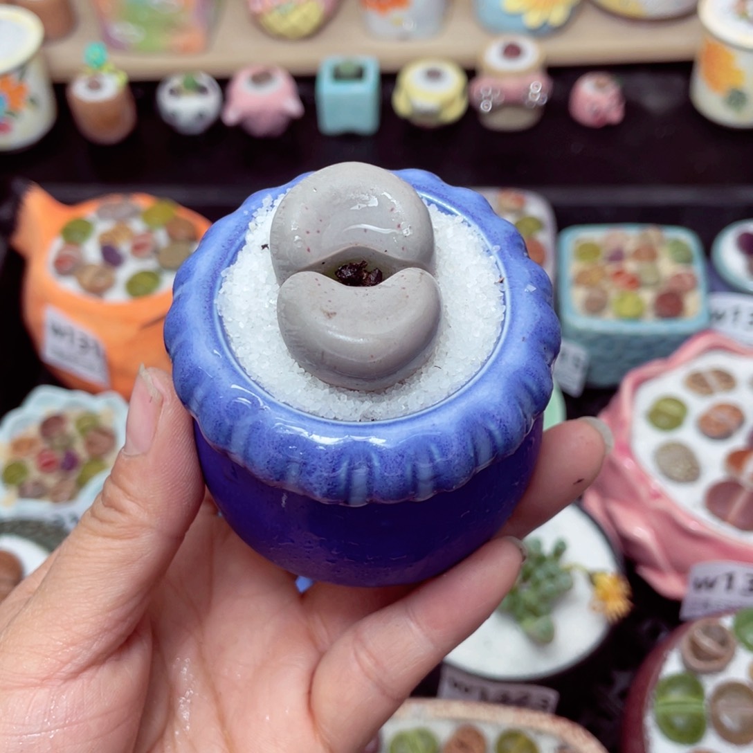 w1331 带盆土发货- 零下地区拍保温箱