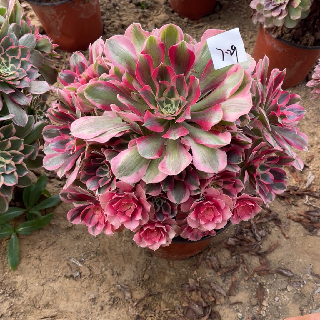 12-7-29布加迪法师锦