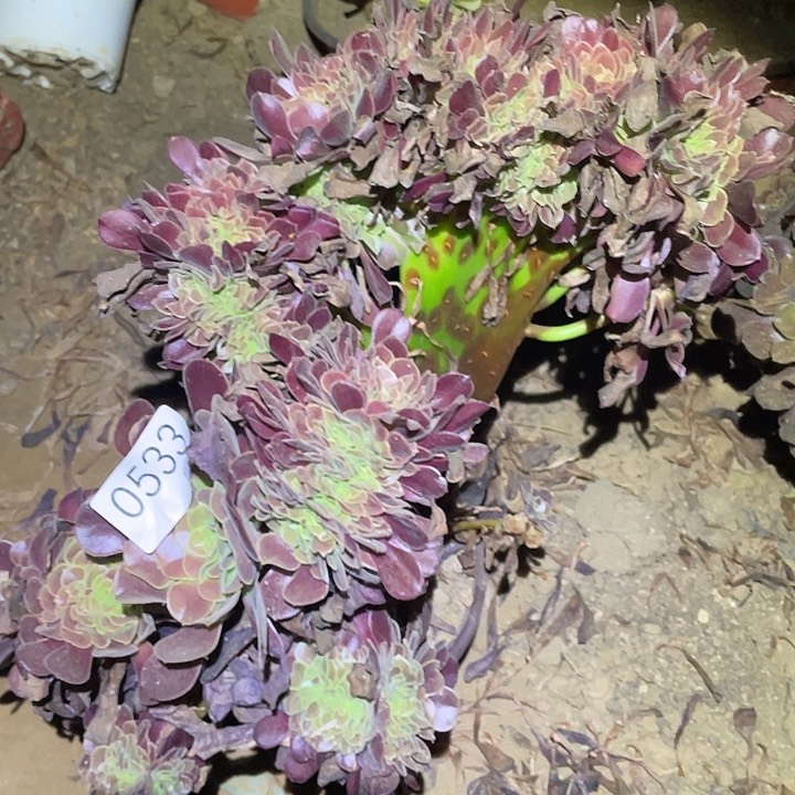 多肉植物法师533欧姿缀